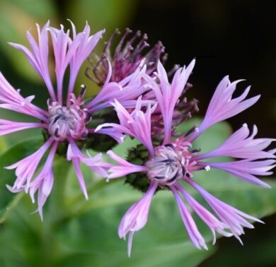 Centaurea montana ‘TP2022’ TINI’S PINK_Plantarium-GroenDirekt2022