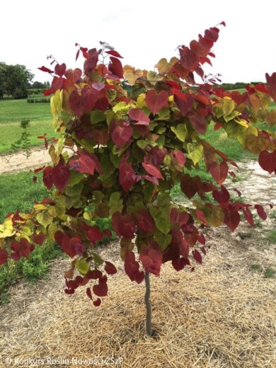 Cercis-canadensis-ETERNAL-FLAME-NC2016--Fot.-Konkurs-Roslin-Nowosci-ZSzP