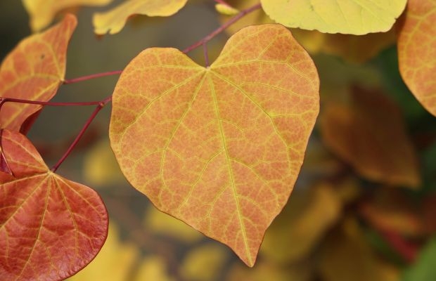 Cercis-canadensis-ETERNAL-FLAME-NC2016-2-3-Fot.-Konkurs-Roslin-Nowosci-ZSzP