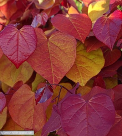 Cercis-canadensis-ETERNAL-FLAME-NC2016--Fot.-Konkurs-Roslin-Nowosci-ZSzP
