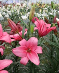 Lilia Chuckie (TA), fot. Onings Holland Flowerbulbs