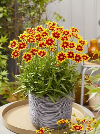 Coreopsis grandiflora ‘MVNC1906’ SOLAR Jewel_fot. Plantarium-GroenDirekt 2022