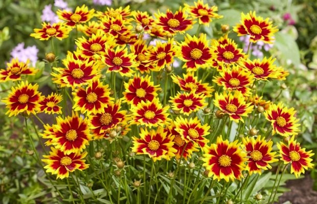 Do konkursu nowości targów PLANTARIUM|GROEN-Direkt zgłoszono sporo bylin (tu: Coreopsis grandiflora SOLAR JEWEL)