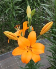 Lilia Crodino (LA), fot. Onings Holland Flowerbulbs