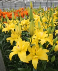 Lilia Crosscourt (LA), fot. Onings Holland Flowerbulbs