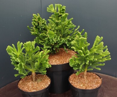 Cryptomeria-japonica-Tomahawk-fot. Plantarium-GroenDirekt 2022
