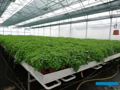 Matecznik mięty do ekologicznej produkcji_Plantpol-2022_fot. A-Cecot