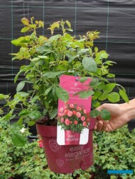 Róża Easy Elegance Sunrise Sunset_Plantpol-2022_fot.-A-Cecot