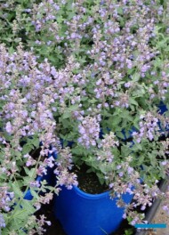 Nepeta ×faassenii Walker's Low_Plantpol-2022_fot.-A-Cecot