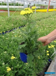 Achillea millefolium Firefly Sunshine_Plantpol-2022_fot.-A-Cecot