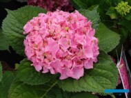 Hydrangea macrophylla Flair & Flavours_SweetCupcake_Plantpol-2022_fot. A. Cecot