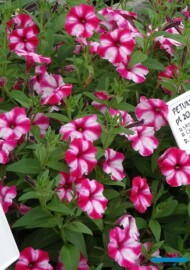 Petunia_testy_Plantpol-2022_fot-A-Cecot