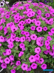 Petunia ×hybrida Supertunia Vista_Jazzberry_Plantpol-2022_fot-A-Cecot