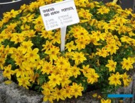 Bidens_PW-_Plantpol-2022_fot.-A-Cecot