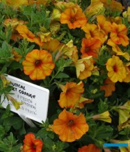 Petchoa BeautiCal Sunset Orange_Plantpol-2022_fot.-A-Cecot