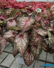 Caladium Bottle Rocket_Plantpol-2022_fot.-A-Cecot