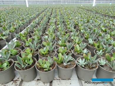 Uprawa doniczkowych sukulentów_Plantpol-2022_fot. A-Cecot