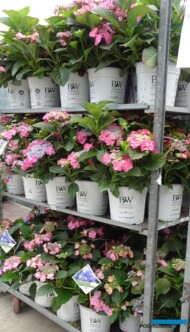 Hortensje gotowe do ekspedycji_Plantpol-2022_fot. A. Cecot