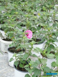 Hibiscus Summerific Candy Crush - początek kwitnienia_lipiec_Plantpol-2022_fot.-A-Cecot