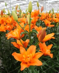 Lilia Deuce (LA), fot. Onings Holland Flowerbulbs
