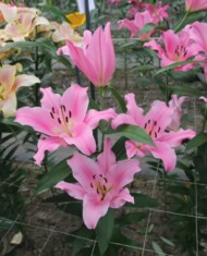 Lilia Dharini z grupy Mieszańców OT, fot. Onings