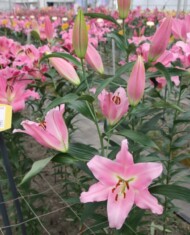 Lilia Dreamgirl z grupy Mieszańców OT, fot. Onings