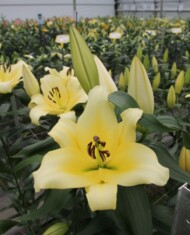 Lilia Duke z grupy Mieszańców OT, fot. Onings