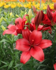 Lilia En Garde_Onings