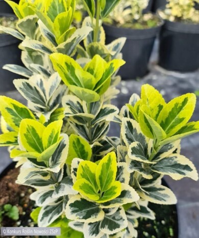 Euonymus japonicus GOLDEN QUINTEN_Fot.-Konkurs-Roslin-Nowosci-ZSzP-