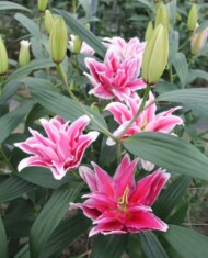 Lilia Fabienne - nowość z grupy Mieszańców orientalnych (OR), fot. Onings