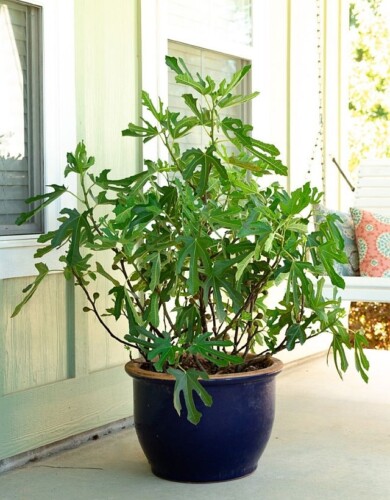 Ficus carica ‘LMF01’ LITTLE MISS FIGGY_fot. Plantarium-GroenDirekt 2022