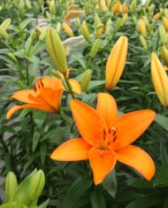 Lilia Foxley (TA), fot. Onings Holland Flowerbulbs