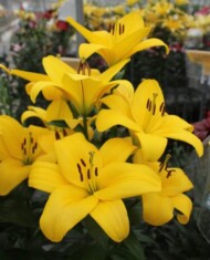 Lilia Fuenta (TA), fot. Onings Holland Flowerbulbs