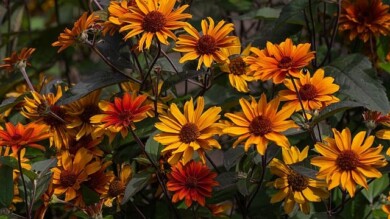 Heliopsis helianthoides ‘Fire Twister’, fot. Jo Bogaerts