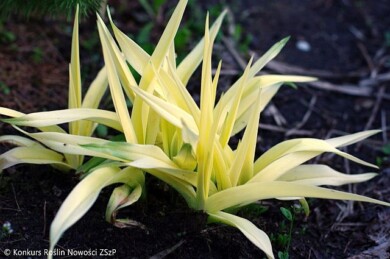 Hemerocallis-CREAMY-TONGUE-PGHE1010--Fot.-Konkurs-Roslin-Nowosci-ZSzP