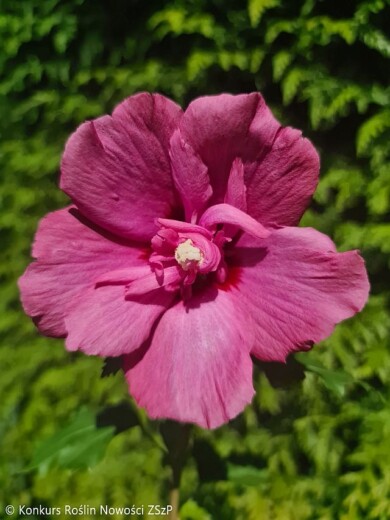Hibiscus-syriacus-FLOWER-TOWER-RUBY-‘Gandini-van-Aart-Ruby‘--Fot.-Konkurs-Roslin-Nowosci-ZSzP