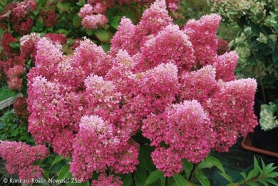 Hydrangea-paniculata-COUSSINE-Petite-Flori--Fot.-Konkurs-Roslin-Nowosci-ZSzP