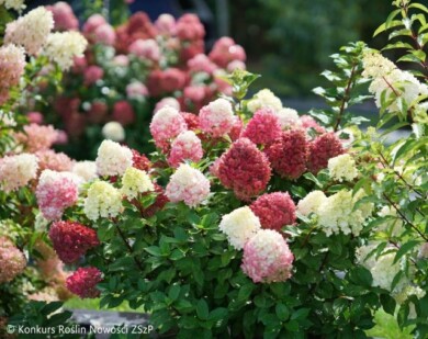 Hydrangea-paniculata-LITTLE-LIME-PUNCH-‘SMNHPH‘--Fot.-Konkurs-Roslin-Nowosci-ZSzP