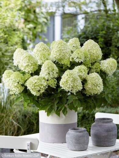 Hydrangea-paniculata-LITTLE SPOOKY--Fot.-Konkurs-Roslin-Nowosci-ZSzP