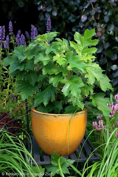 Hydrangea-quercifolia-FIRST-EDITIONS-JETSTREAM-PIIHQ-I--Fot.-Konkurs-Roslin-Nowosci-ZSzP