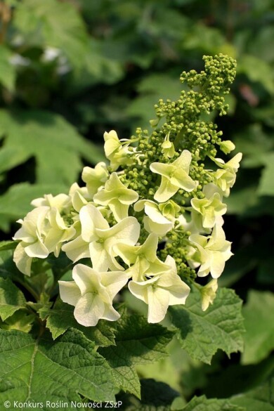 Hydrangea-quercifolia-FIRST-EDITIONS-JETSTREAM-PIIHQ-I--Fot.-Konkurs-Roslin-Nowosci-ZSzP