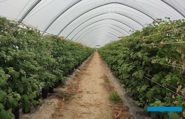 Maliny w substratem kokosowym