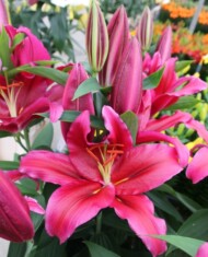 Lilia Jacksonville z grupy Mieszańców orientalnych (OR), fot. Onings