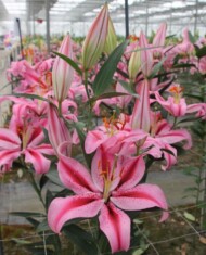 Lilia Jaybird z grupy Mieszańców orientalnych (OR), fot. Onings