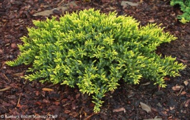 Juniperus-conferta-Sunflower-3-Fot.-Konkurs-Roslin-Nowosci-ZSzP