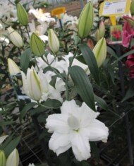 Lilia Kate z grupy Mieszańców OT, fot. Onings