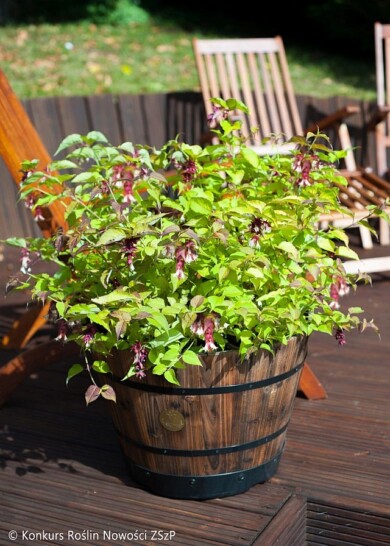 Leycesteria-formosa-LITTLE-LANTERNS-‘CDC01‘-Fot.-Konkurs-Roslin-Nowosci-ZSzP