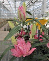 Lilia Lieke z grupy Mieszańców orientalnych (OR), fot. Onings