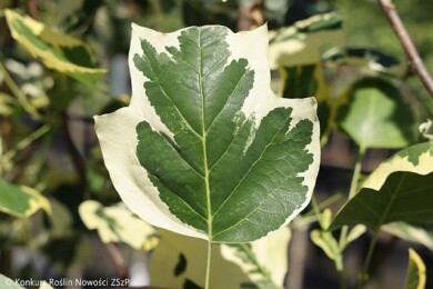 Liriodendron-tulipifera-Snowbird_Fot.-Konkurs-Roslin-Nowosci-ZSzP-