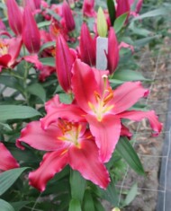 Lilia Lorenzo z grupy Mieszańców orientalnych (OR), fot. Onings